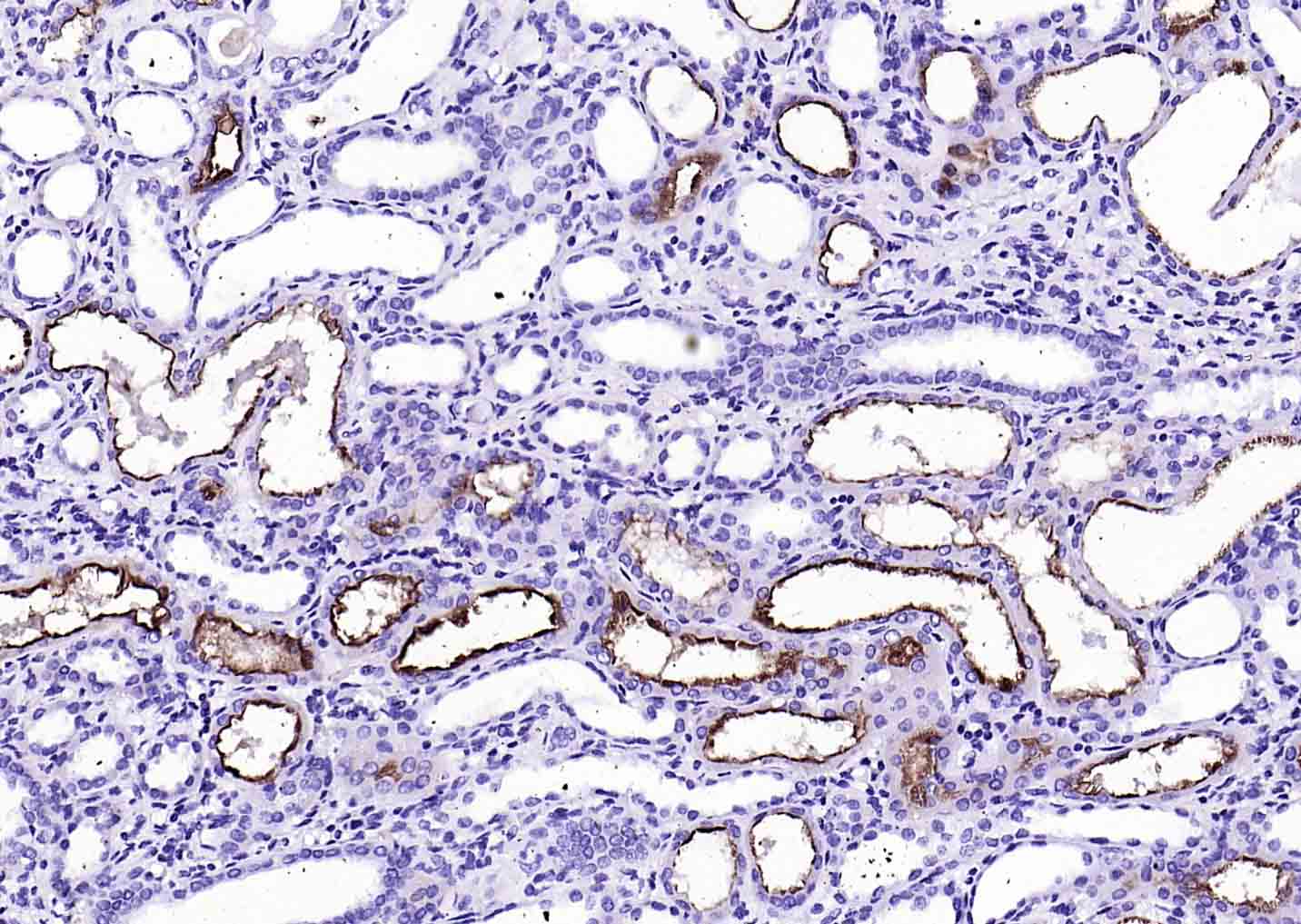 生物素标记的F(ab)2片段羊抗兔IgG H&L抗体